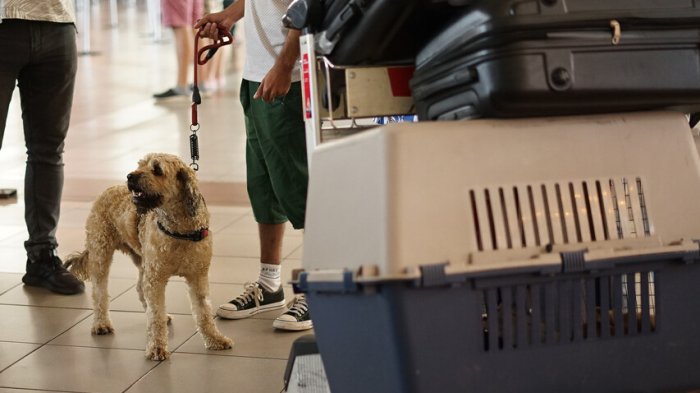 Récord de viajes con mascotas en avión: ¿Cuáles son los requisitos para hacerlo?