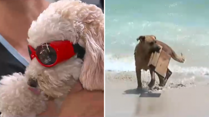 Mascotas en vacaciones: Revisa cómo evitarle problemas de salud a tus peludos