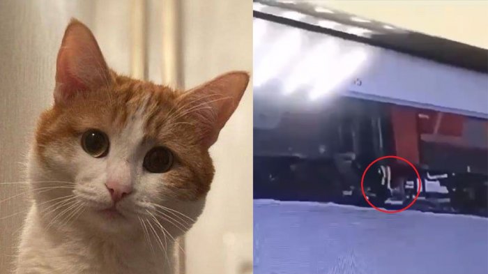 Conmoción en Rusia tras muerte por hipotermia de gato que maquinista tiró desde un tren