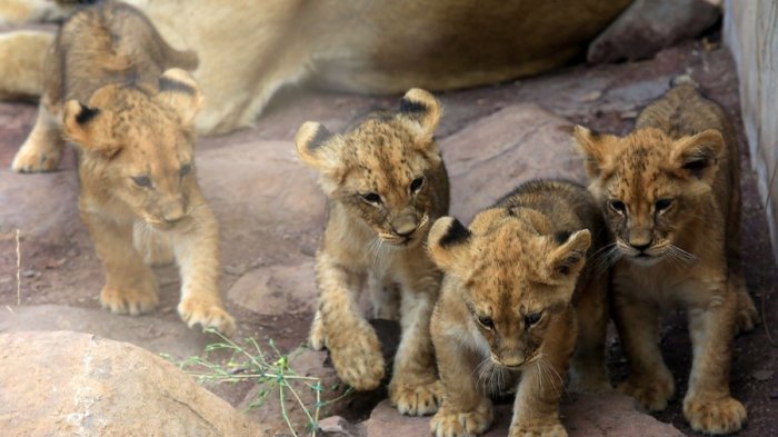 Entradas gratis para el Zoológico Metropolitano: Así puedes obtener los tickets