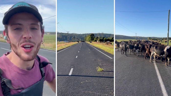 Chileno en Australia protagonizó tragicómico incidente con 200 vacas: 