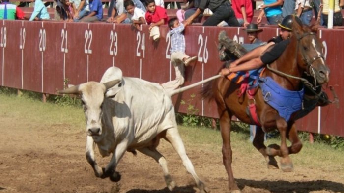 ¿Qué es el coleo de toros? Polémica por deporte ecuestre venezolano denunciado por maltrato animal