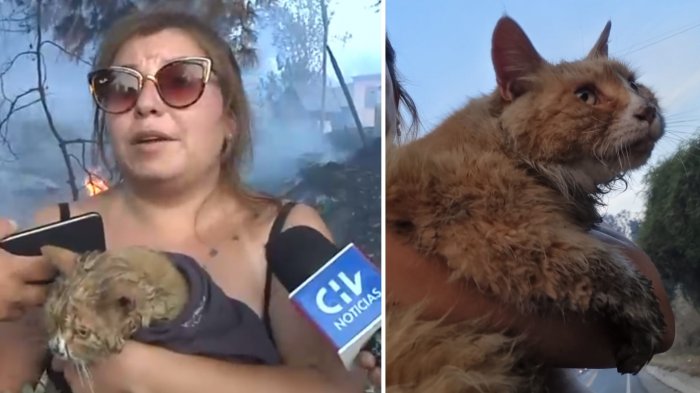 Heroica mujer perdió su casa pero arriesgó su vida para rescatar a gato en Villa Alemana: 