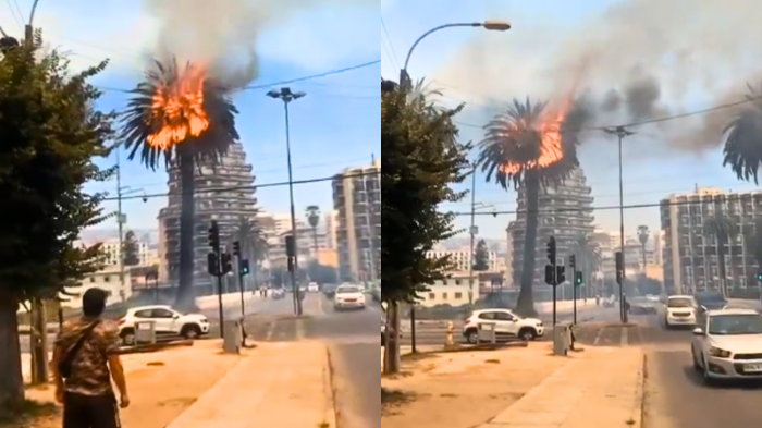 Impactante registro captó tradicionales palmeras en llamas en pleno centro de Viña