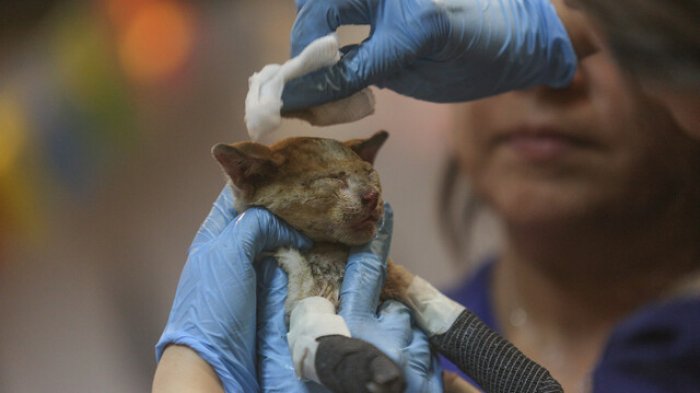 Atención gratuita: 8 lugares donde llevar a tu mascota afectada por incendios