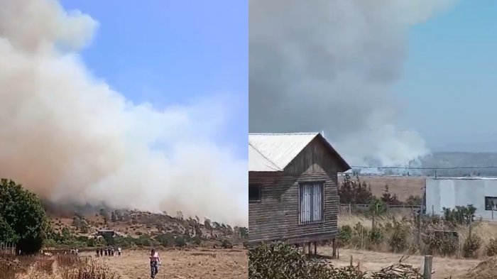 Incendio forestal en Papudo: CONAF informa baja intensidad del fuego y 20 hectáreas afectadas