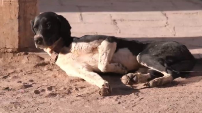 Corte de Apelaciones rechazó recurso de aplicación de eutanasia a perros asilvestrados en San Pedro de Atacama