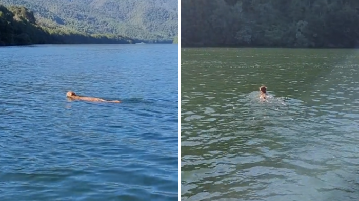 ¡Increíble! Turista registró a puma nadando en río del sur de Chile y se volvió viral