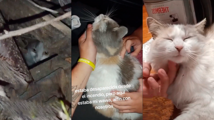 “¡Es mi niña!”: El conmovedor reencuentro de joven con su gata perdida tras incendios en El Olivar