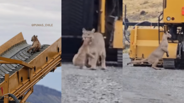 Presencia de pumas obligó a pausar obras: Cachorro se subió a maquinaria en Torres del Paine
