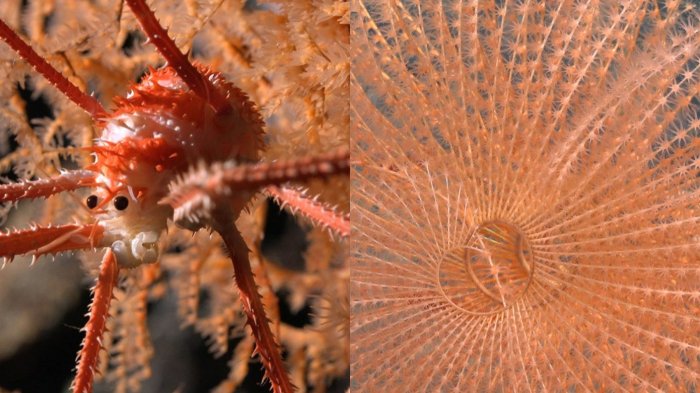 ¡Histórico! Expedición descubrió más de 100 especies marinas en las costas de Chile