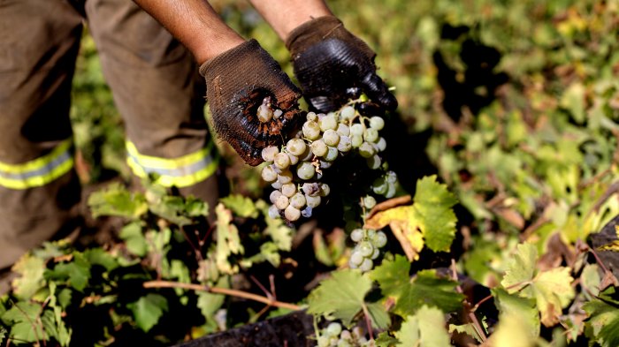 Viña Concha y Toro busca trabajadores: Revisa cuáles son las ofertas laborales disponibles