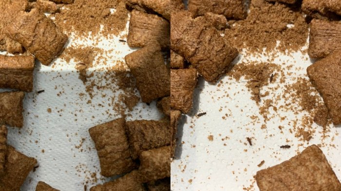 Familia se intoxicó por consumo de cereal que venía con escarabajos: 