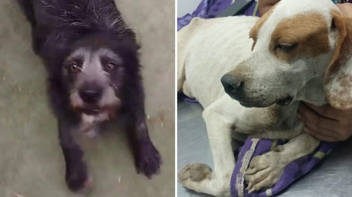 Perritos fueron abusados en San Bernardo y organización busca familia que cambie su triste realidad