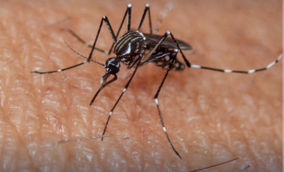 ¿Qué hacer si encuentro al mosquito del dengue y cómo evitar que se reproduzca en mi casa?