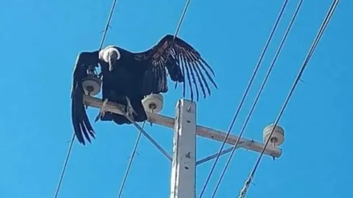 Cóndor murió electrocutado sobre poste de luz en Illapel