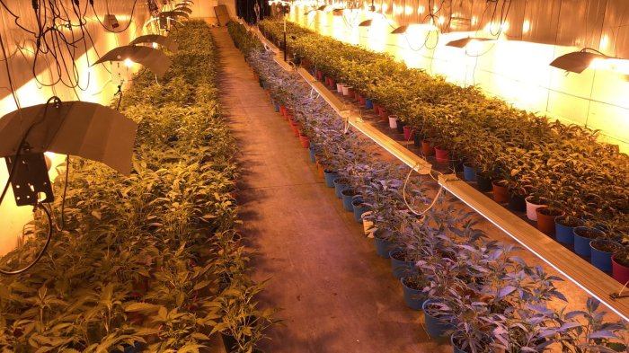 Ciudadanos chinos al descubierto en O'Higgins: Ocultaban 5 mil plantas de marihuana en galpones