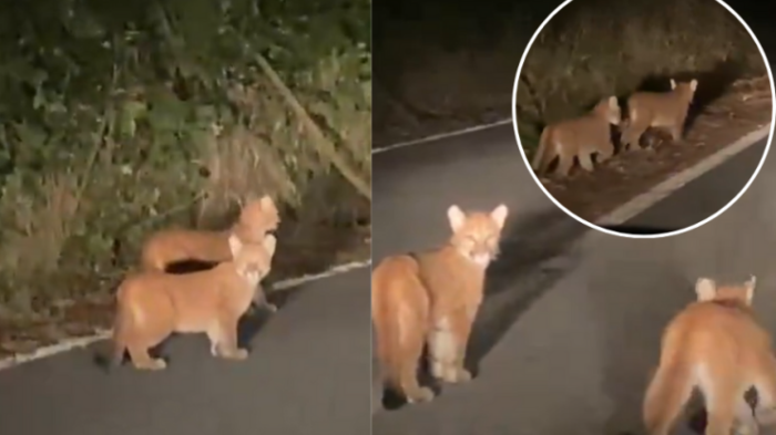 Alerta de ternura: Avistaron a pareja de cachorros de puma en la Región de Los Ríos