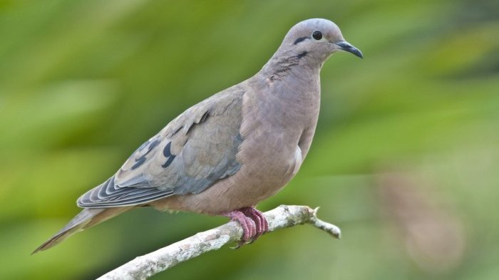 SAG prohíbe la caza de tórtolas para esta temporada 2024