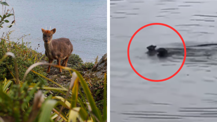 Nuevo ataque a pudú en Chiloé: Video muestra a perro persiguiendo a un ejemplar en el lago