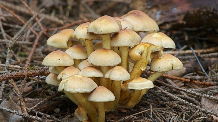 Una persona falleció y tres están en riesgo vital tras consumir hongos venenosos en La Araucanía