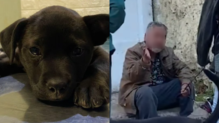 Sujeto acusado de cortarle la cola a cachorro sufrió salvaje golpiza en Valparaíso
