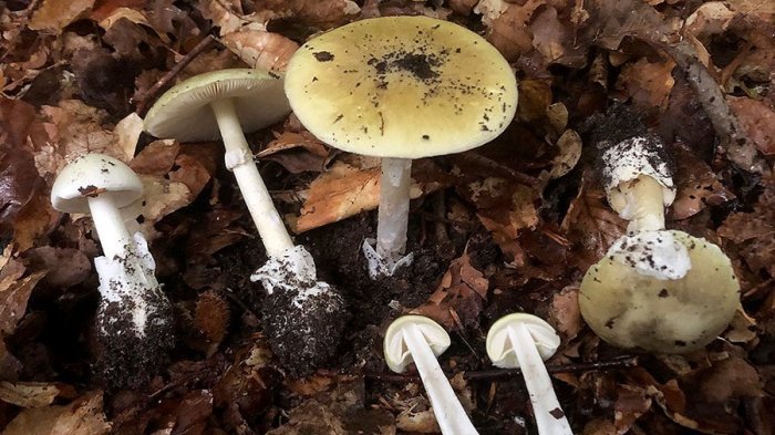 Hongo de la muerte cobra segunda víctima en La Araucanía: Padre e hijo estaban graves tras comerlo