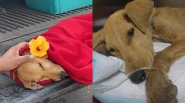 Brutal caso de abuso sexual a perro en Arica: Confirmaron sentencia tras 4 años