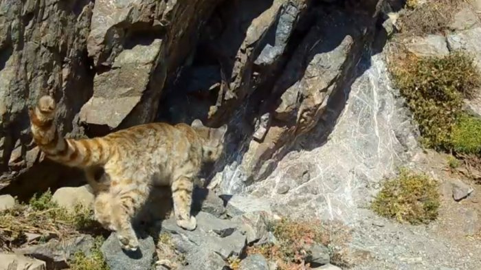 Captan histórico avistamiento de gato andino que se creía extinto en la zona central de Chile