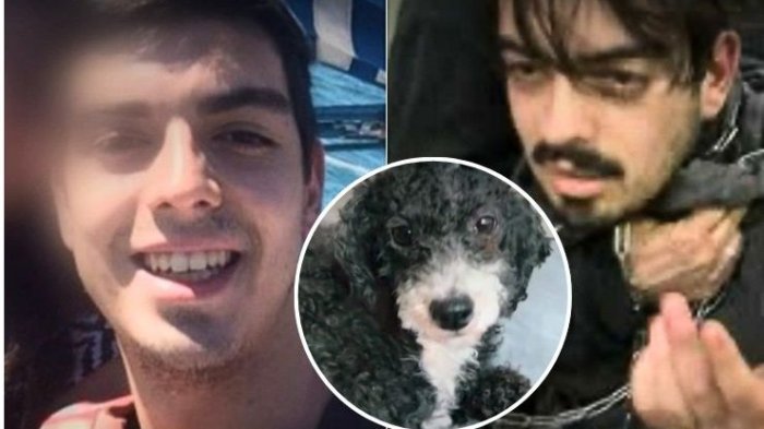 Justicia para Lalito: Sigue prófugo el hombre acusado de lanzar perrito desde piso 12 de edificio