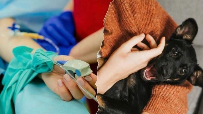 Buscan que mascotas acompañen a pacientes terminales hospitalizados: Así funcionaría el proyecto