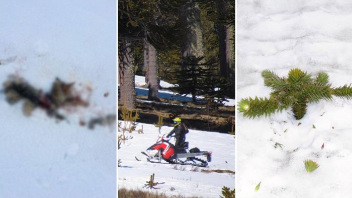 Grave: Denuncian fauna muerta y graves daños por fiestas e ingreso de motos en Reserva Nacional Malalcahuello