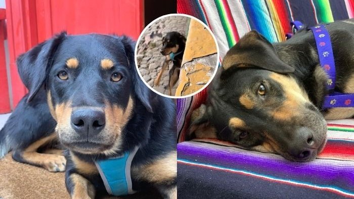 Perritos rescatados del Río Mapocho buscan familia: “Con las lluvias se los iba a llevar el río”