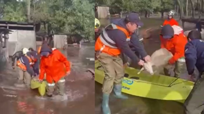 Al menos 10 animales fueron rescatados tras quedar atrapados en granja inundada en Coronel