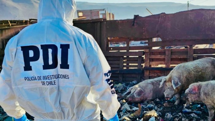 Denuncian grave caso de maltrato animal en Arica: Sujeto tenía 50 animales abandonados