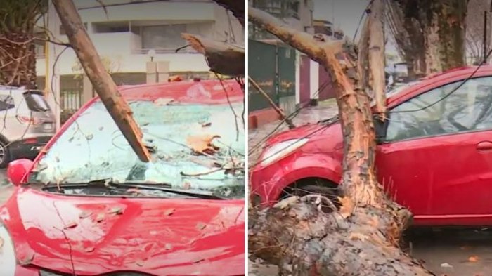 Conductor se salvó de milagro tras caída de árbol en San Miguel: Rama impactó directo en parabrisas