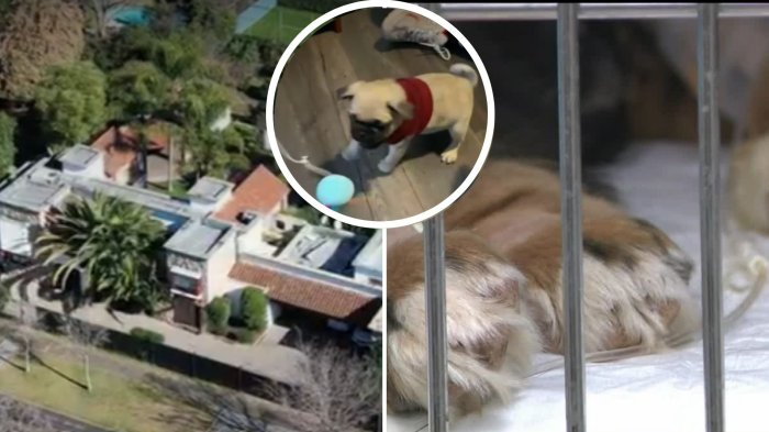 Hombre es acusado de vender perros enfermos en criadero ilegal: Cambia constantemente su identidad y locación