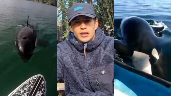 “Quedamos pálidos”: Kayakista rodeado por orcas en Pichilemu relató cómo vivió el impactante episodio