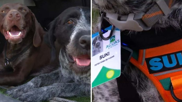 ¡Tienen credencial! Conoce a Suki y Jota, los únicos perros que detectan fugas de agua en Chile