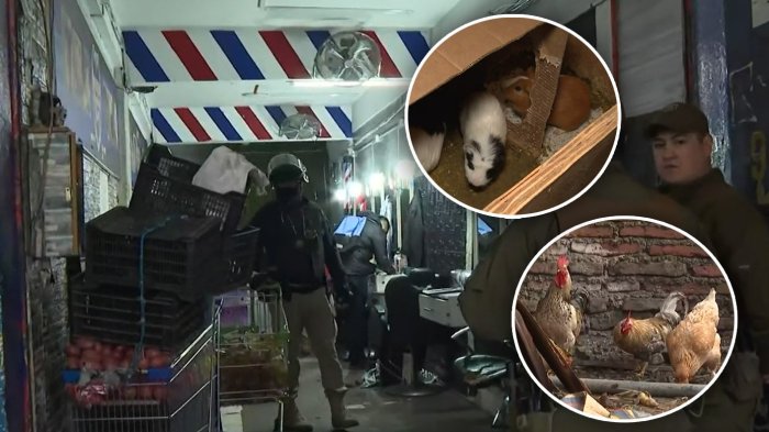 Preocupante hallazgo: Encuentran gallinas y cuyes vivos en barbería de Barrio Franklin