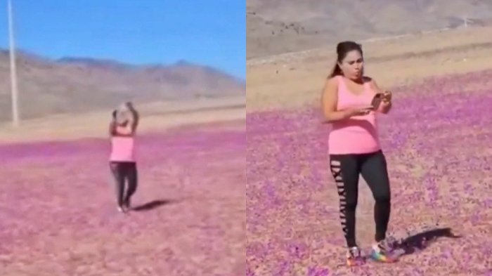 “¿Y a mi qué?”: Mujer fue increpada por pisar desierto florido de Atacama e indignó en redes