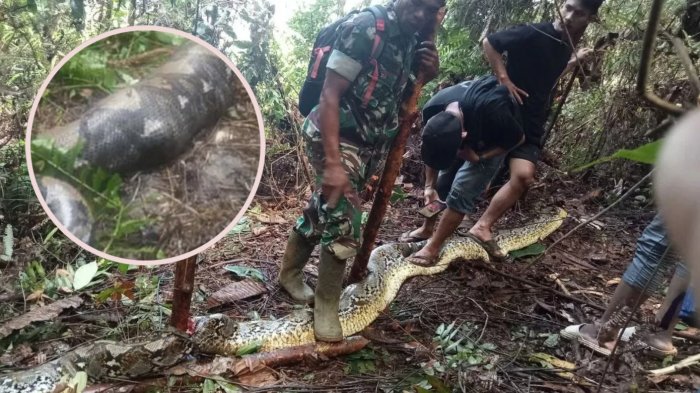 Macabro: Pitón se tragó a mujer y fue hallada por su esposo en el vientre del animal en Indonesia