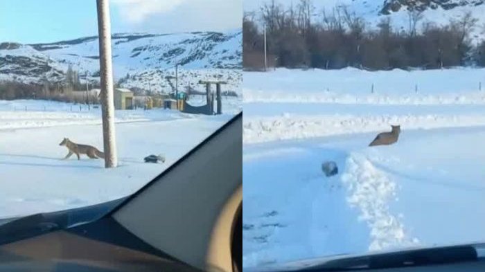 Adorables imágenes: Captan tierno encuentro entre zorro culpeo y chingue en la Patagonia