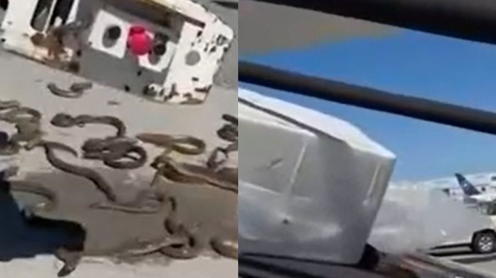 Caja repleta de anguilas causó caos entre funcionarios de aeropuerto en Canadá