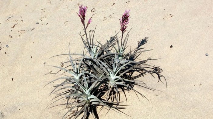 El importante descubrimiento de científicos chilenos sobre el Clavel del Aire en desierto de Atacama