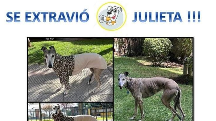 Piden ayuda para encontrar a perrita galga que se escapó de hotel canino en la RM