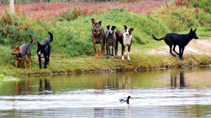 Perros abandonados causan el 29% de la depredación del ganado y fauna silvestre en Chile, según el SAG