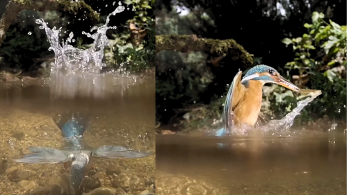 ¡Impresionante! Video capta perfecta “acrobacia” de ave cazando en cámara lenta