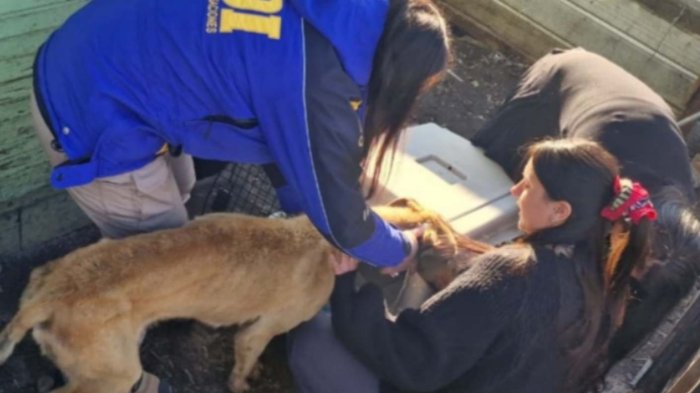 PDI rescató a dos perros galgos en estado de desnutrición tras denuncia por maltrato en Coyhaique