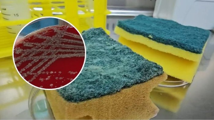 ¿Aliadas o enemigas? Pusimos a prueba las esponjas de cocina y su resultado alertó a expertos